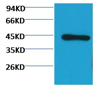 β-actin (HRP Conjugated) Mouse mAb