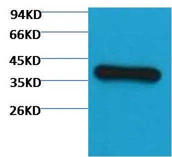GAPDH (HRP Conjugated) Mouse mAb - image 1