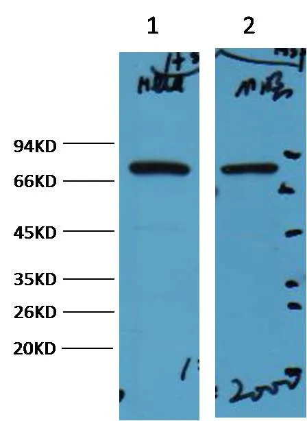 HSP70 Mouse mAb