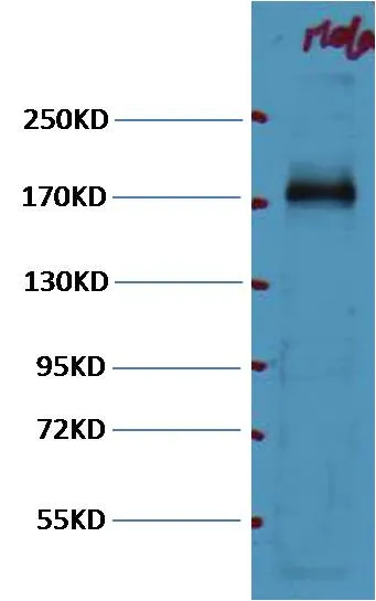 EGFR Mouse mAb - image 1