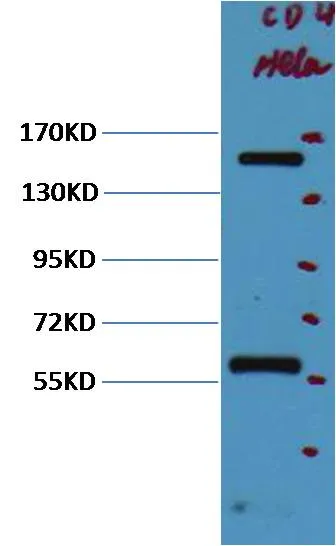CD45 Mouse mAb - image 1