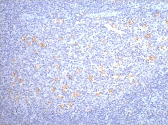 CD68 Mouse mAb - image 1