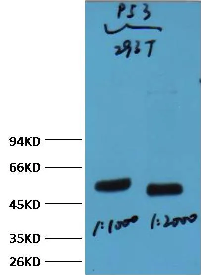 p53 Mouse mAb - image 1