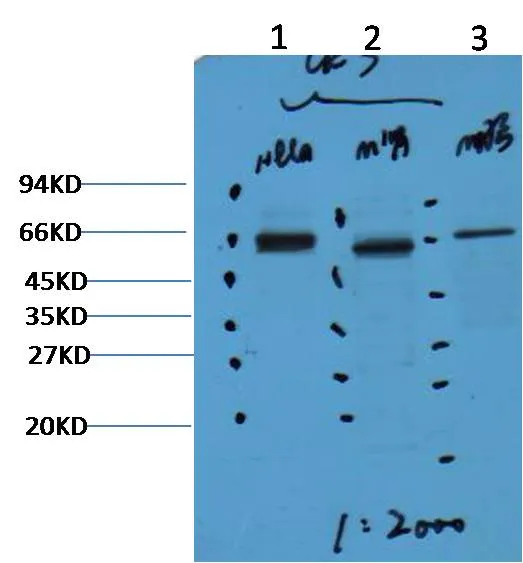 CK7 Mouse mAb - image 1