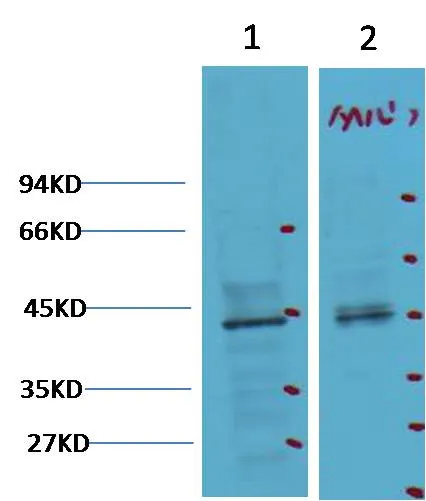 CDX2 Mouse mAb - image 1