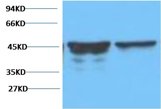 GFAP Mouse mAb