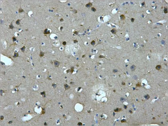 MAP2 Mouse mAb