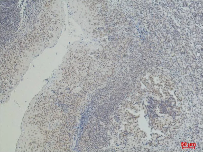 CD2 Mouse mAb
