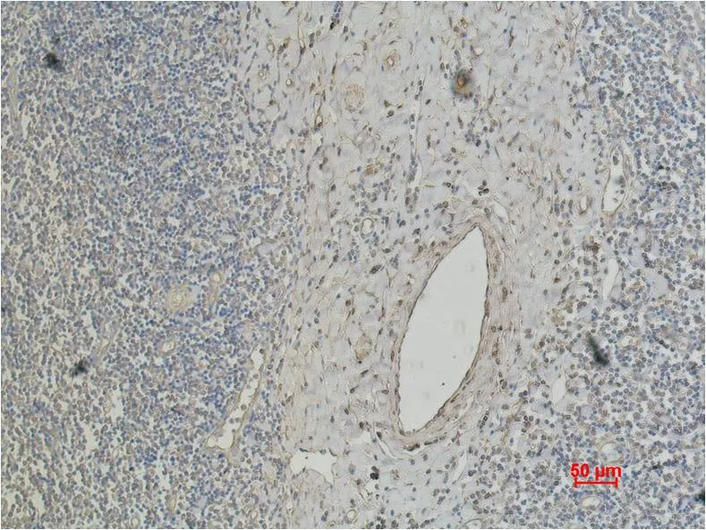 CD4 Mouse mAb