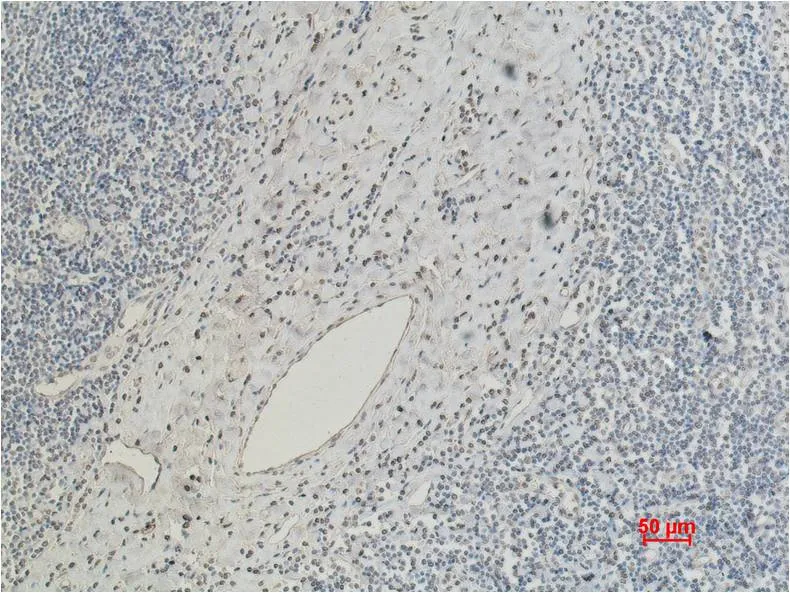 CD5 Mouse mAb - image 1