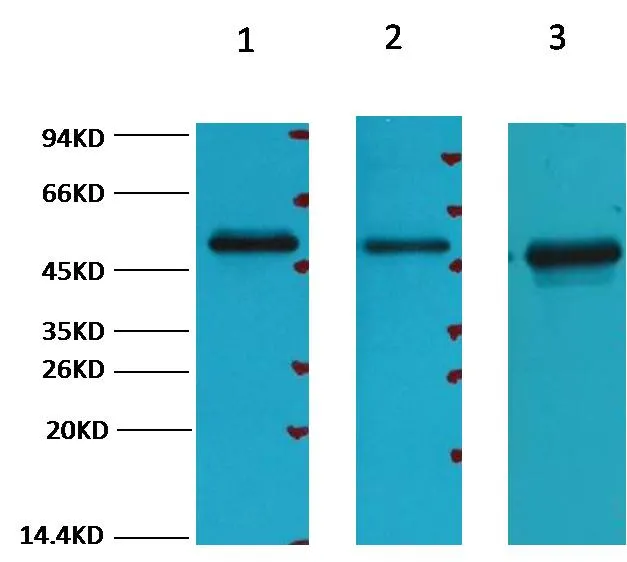 FH/Fumarase Mouse mAb