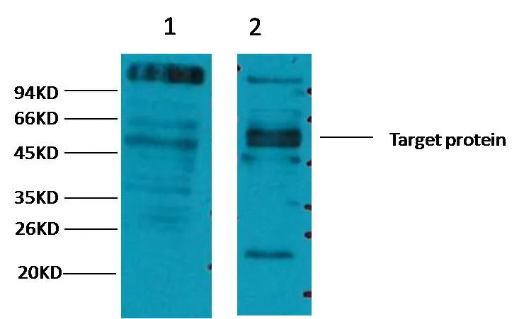 CD23 Mouse mAb - image 1