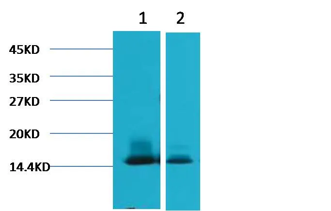 alpha Lactalbumin Mouse mAb - image 1