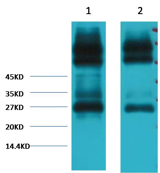 EFHD1 Mouse mAb