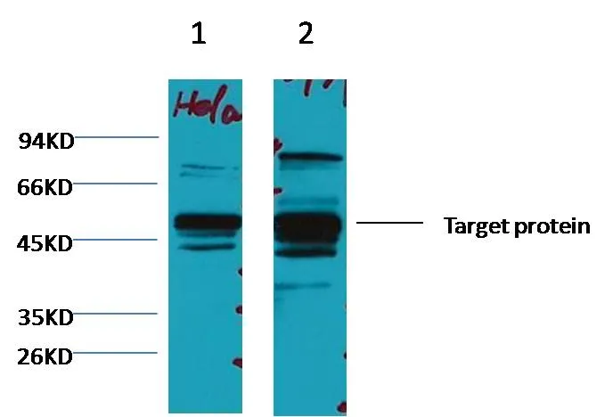 XRCC4 Mouse mAb - image 1