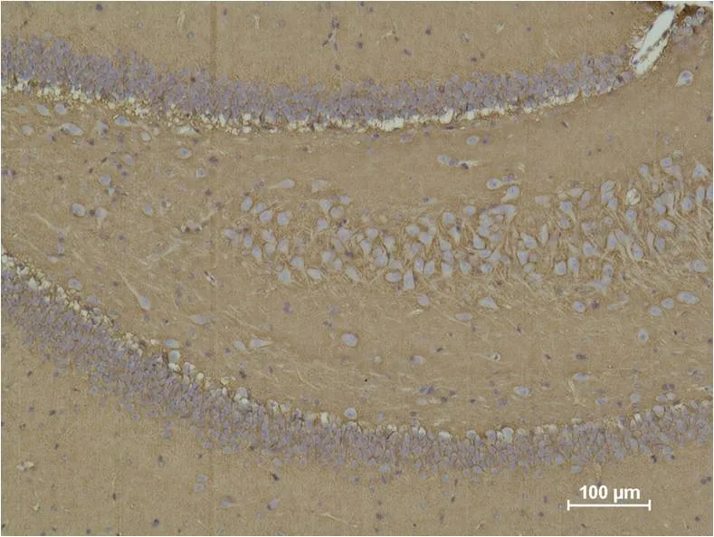CD15 Mouse mAb