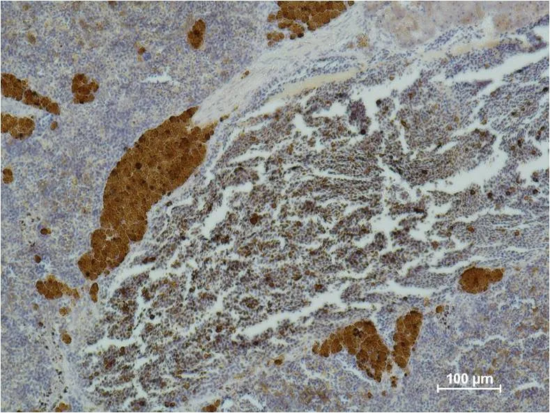 CD25 Mouse mAb