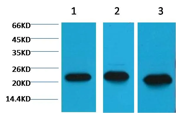 Peroxiredoxin 1 Mouse mAb