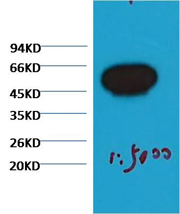 β-Tubulin Mouse mAb