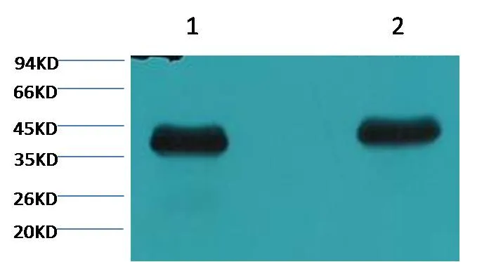 Plant actin Mouse mAb