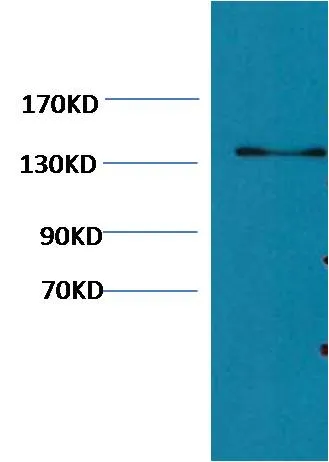 Collagen III Mouse mAb