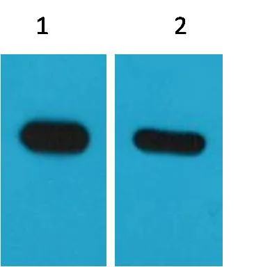CBP-Tag Mouse mAb - image 1