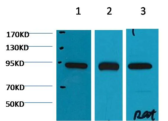 HSP90β Mouse mAb - image 1