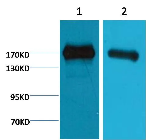 EGFR Mouse mAb - image 1