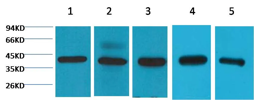 eIF4A1 Mouse mAb - image 1