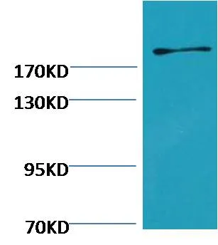 Fibronectin Mouse mAb - image 1