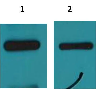 c-Myc-Tag Mouse mAb - image 1