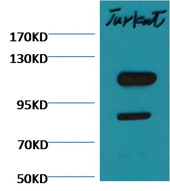 Cleaved PARP Mouse mAb