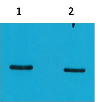 SRT-Tag Mouse mAb