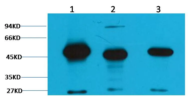 FH/Fumarase Mouse mAb