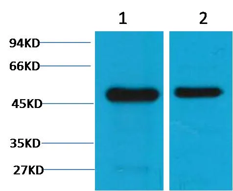 Flotillin-1 Mouse mAb