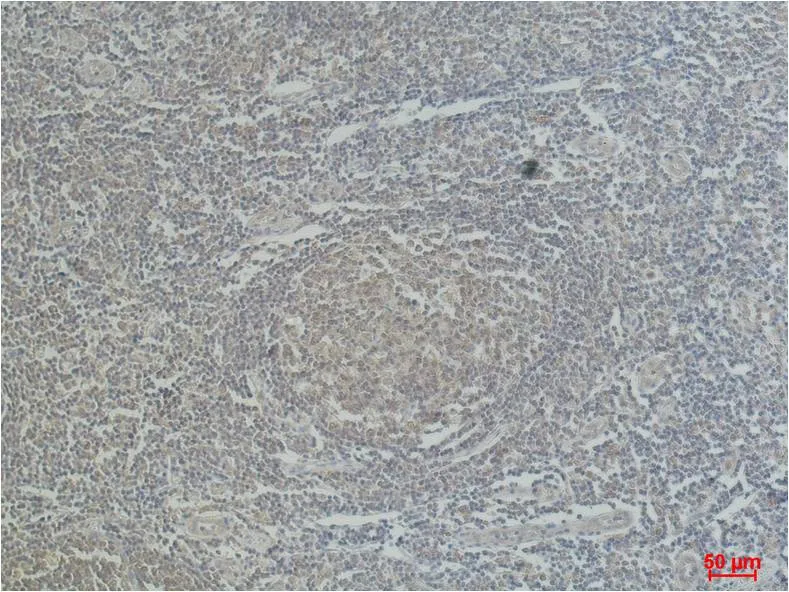 CD68 Mouse mAb
