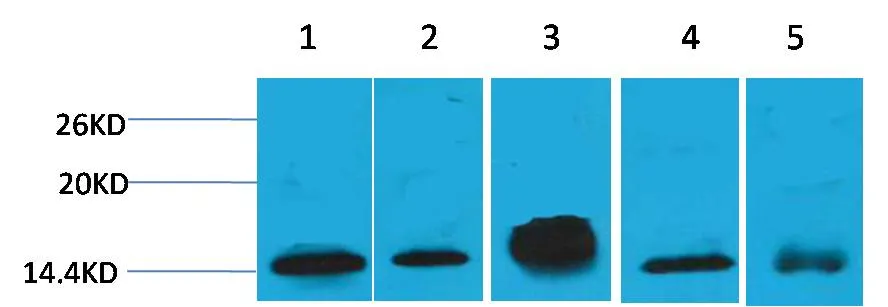 Histone H2B Mouse mAb - image 1
