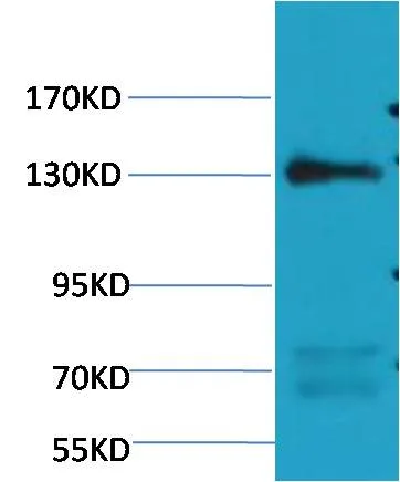 eNOS Mouse mAb - image 1
