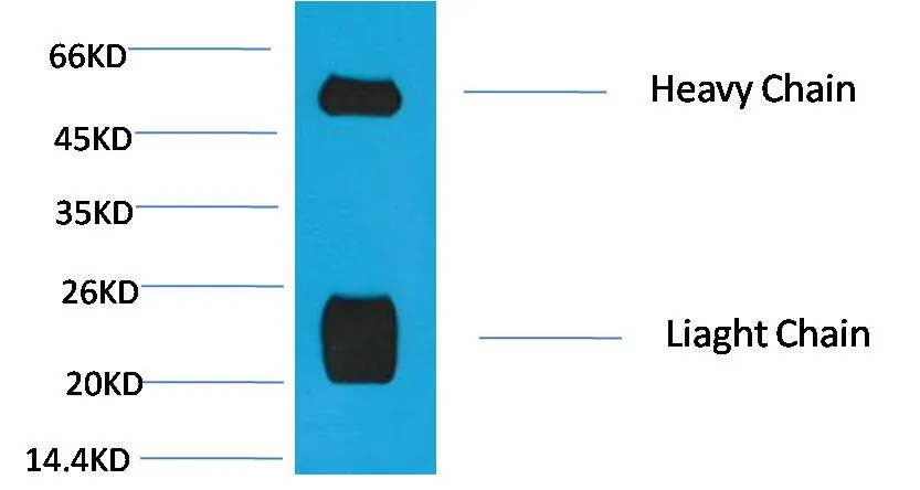 Rabbit IgG (H+L) Mouse mAb - image 1