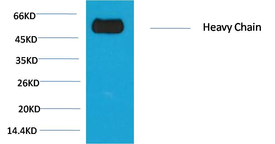 Rabbit IgG (Fc specific,Heavy Chain) Mouse mAb