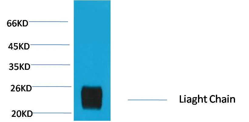 Rabbit IgG (Light Chain Specific) Mouse mAb - image 1