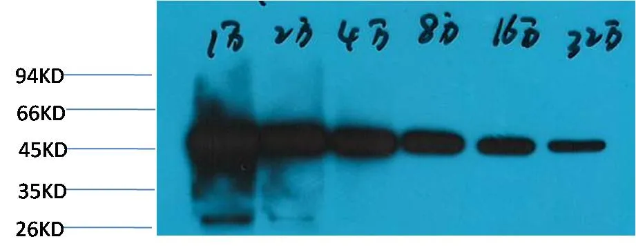 β-tubulin (HRP Conjugated) Mouse mAb