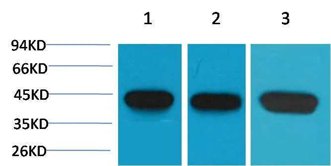 α-Smooth Muscle Actin Mouse mAb