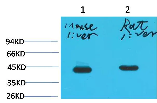 HAO1/GOX Mouse mAb