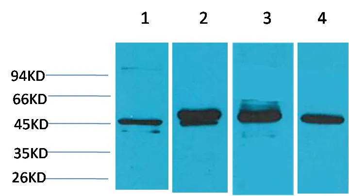GAP43 Mouse mAb