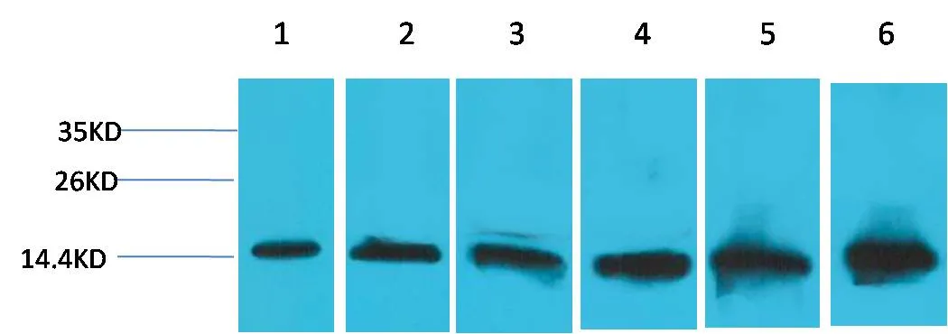 Cytochrome C Mouse mAb