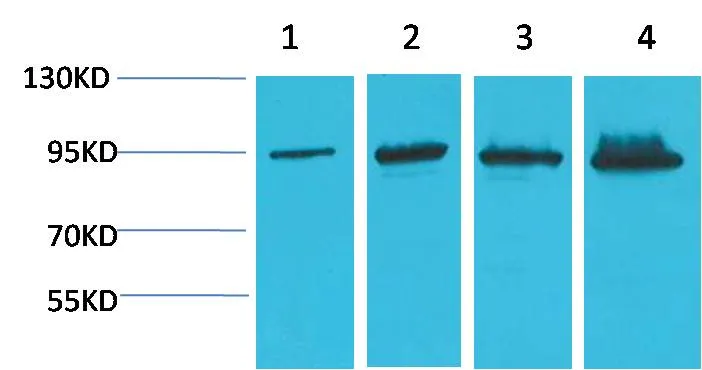 β-Catenin Mouse mAb