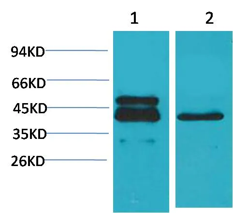 CREB Mouse mAb