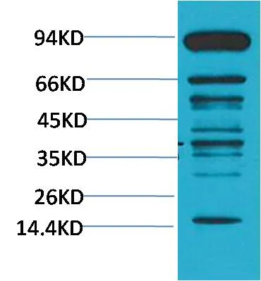 Pan Methylated Lysine Mouse mAb - image 1