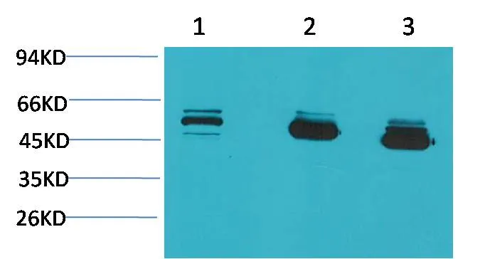 CBARA1/MICU1 Mouse mAb - image 1